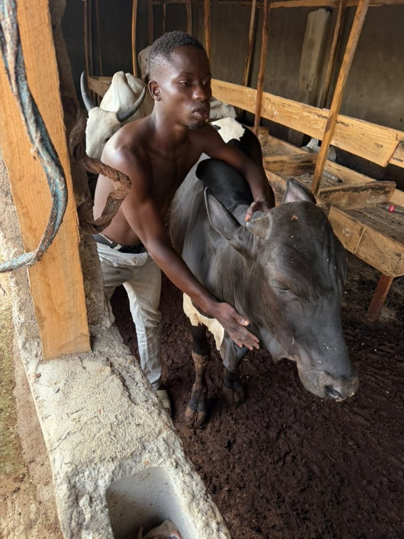 A farm worker steadying a dark-coated young heifer