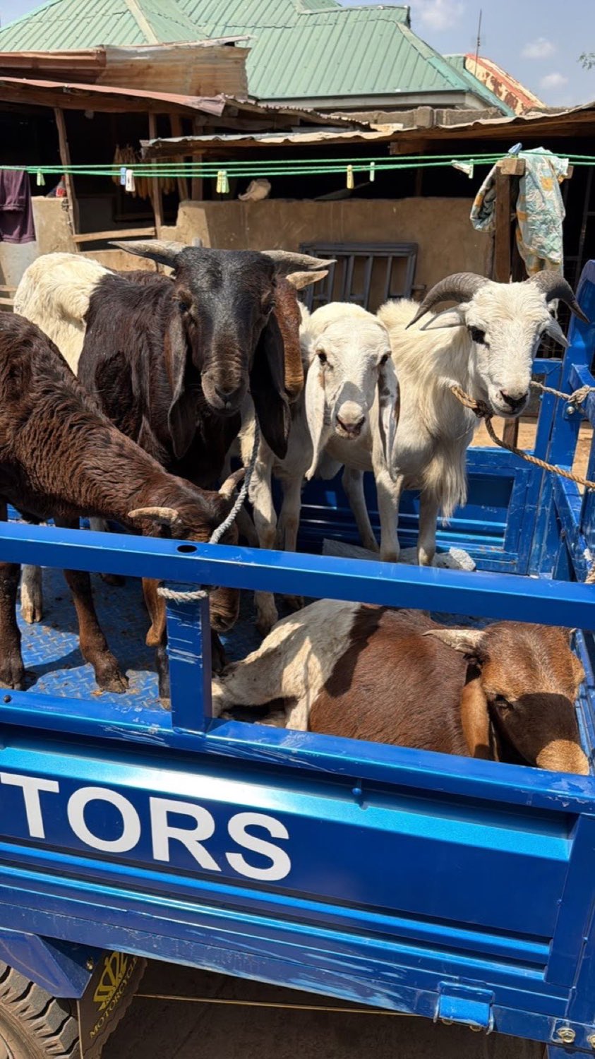 Sheep and goats loaded into a livestock truck for delivery