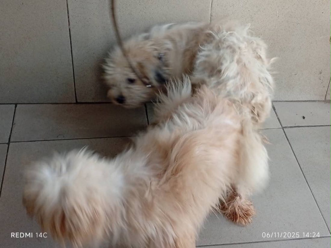 A cream-coloured long-haired Lhasa Apso dog