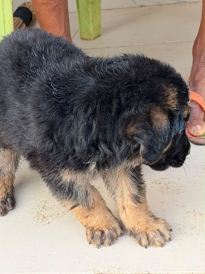A young German Shepherd puppy with a thick black and tan coat