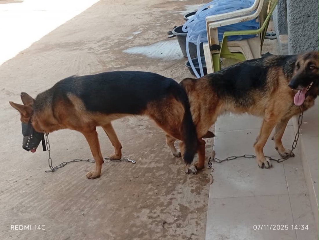 Two well-groomed German Shepherd guard dogs at Ugo Heritage Farm