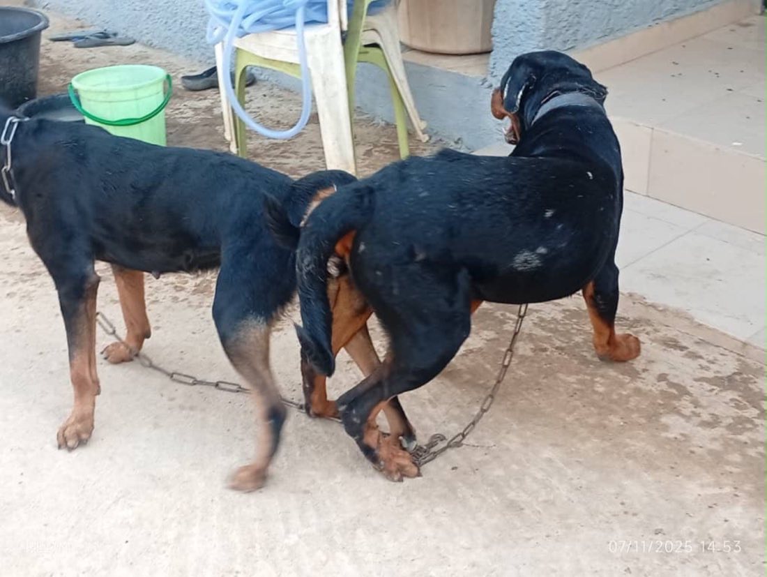 Two muscular Rottweiler guard dogs