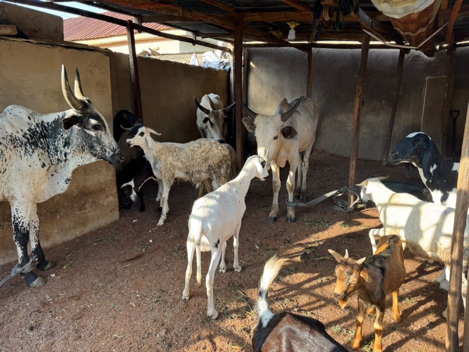 Cattle and goats in a well-kept pen at Ugo Heritage Farm Ltd