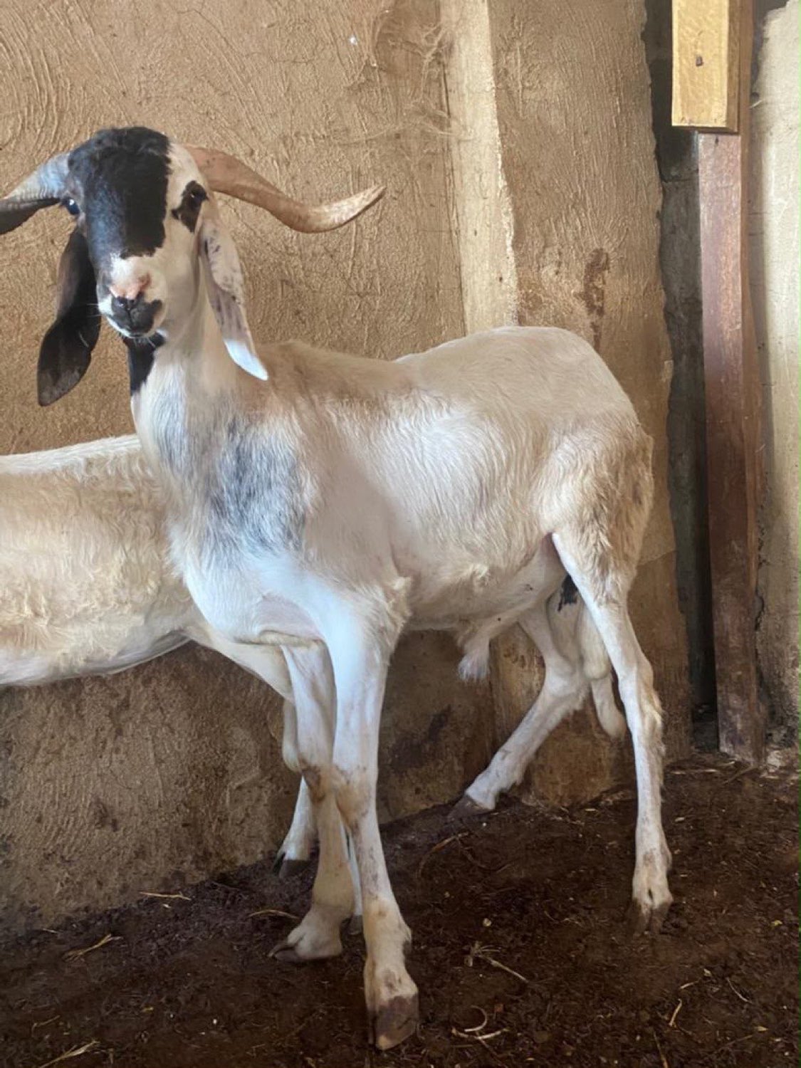 A tall healthy goat standing in a farm pen at Ugo Heritage Farm