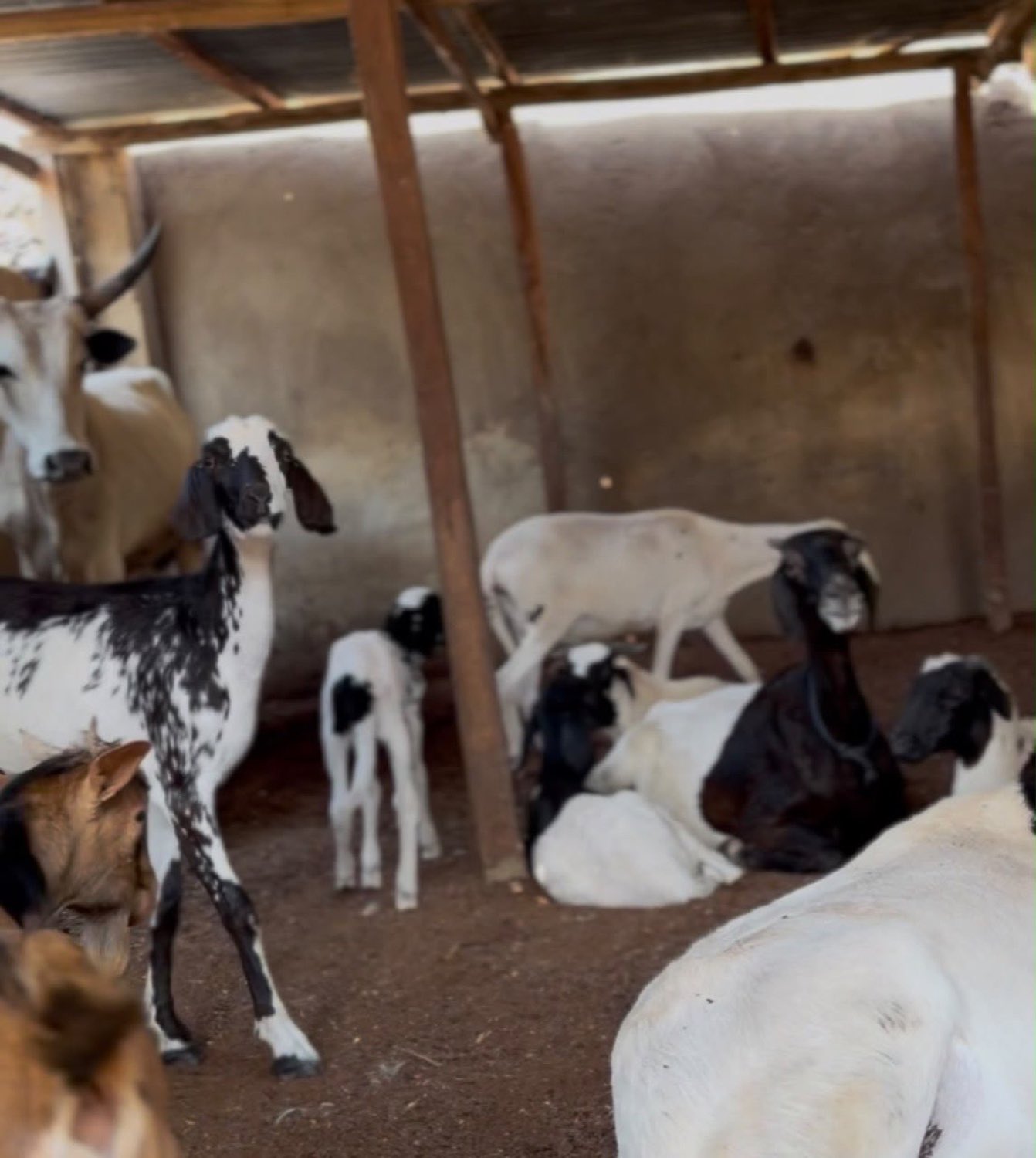 A mixed herd of goats and sheep resting in a shaded pen