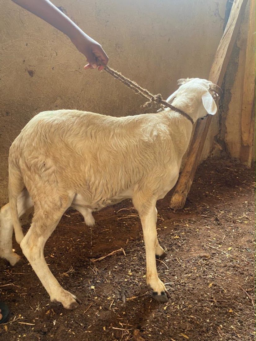 A well-conditioned white ram being handled inside a farm pen