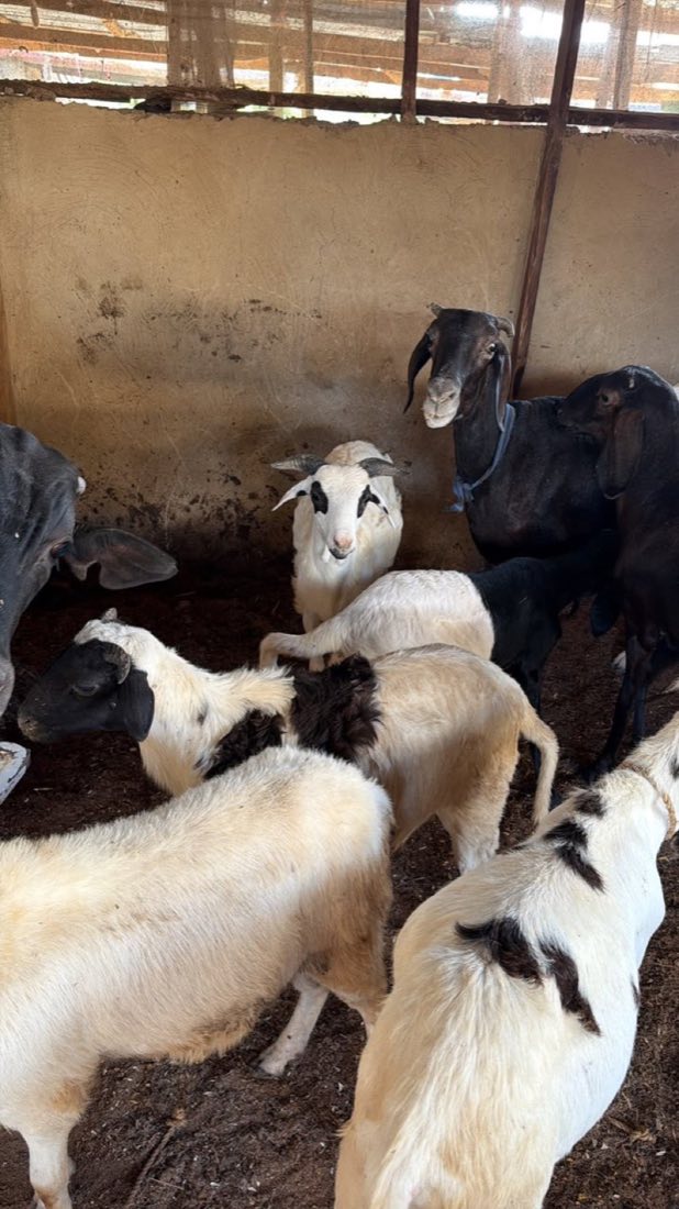 Sheep and goats together inside a clean farm pen