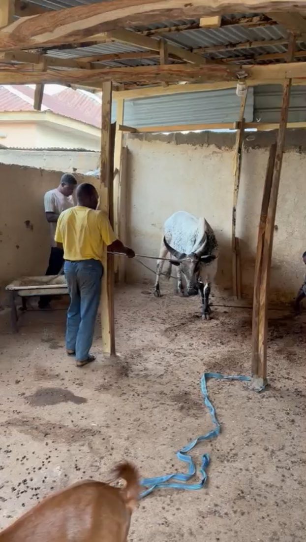Farm workers moving cattle calmly inside the compound