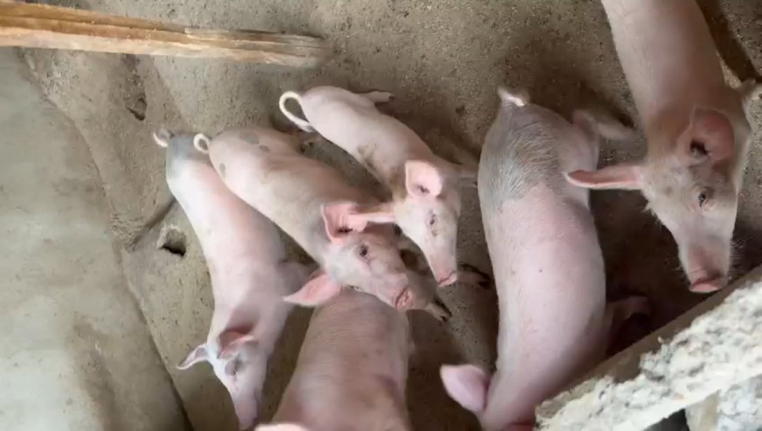 Landrace weaner piglets in a farm pen