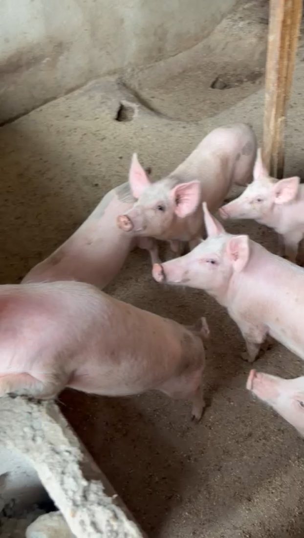 Healthy Large White pigs in a clean pen at Ugo Heritage Farm