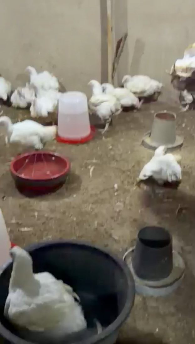Broiler chickens with feeders and drinkers inside the poultry house
